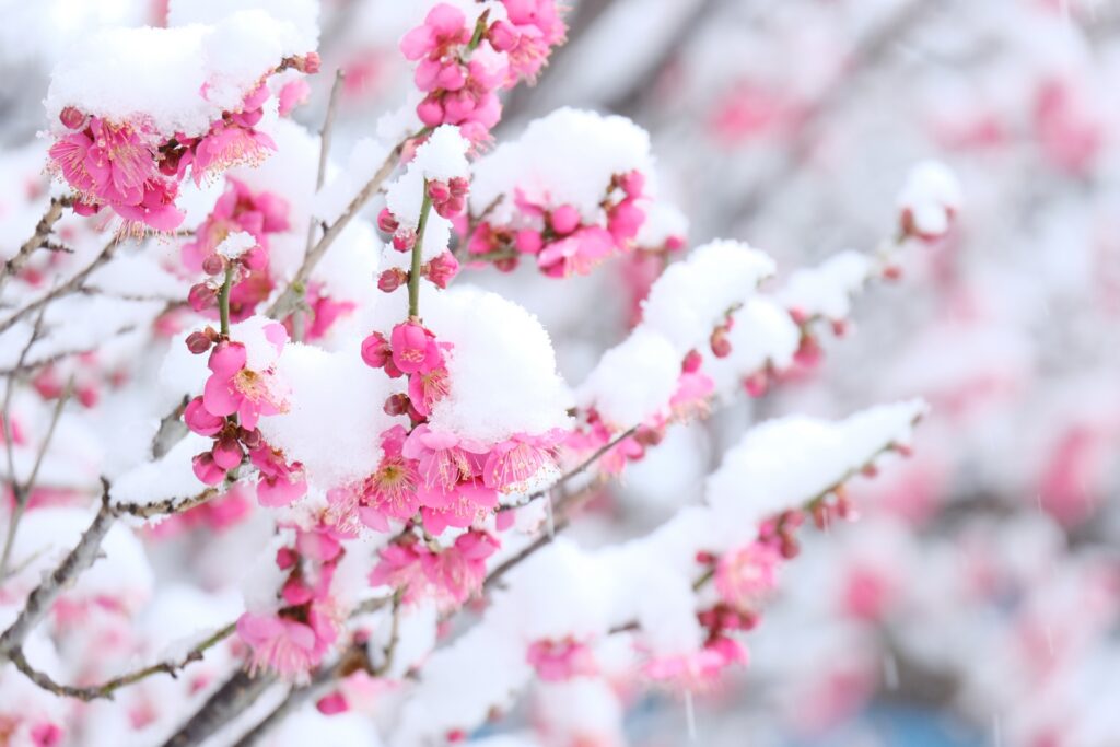 雪の重みに耐えて咲く赤い梅の花。