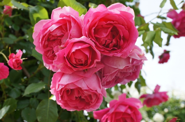 ピンクのバラ、パレード