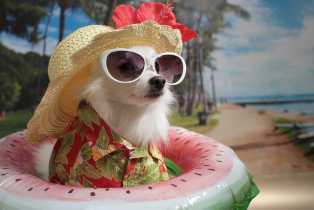 サングラスをかけたかわいい犬が、ビーチにいる