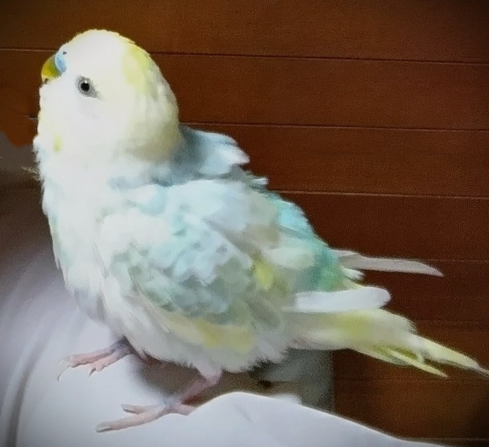 はなちゃんという名のセキセイインコ