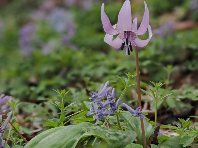 春の妖精・カタクリ