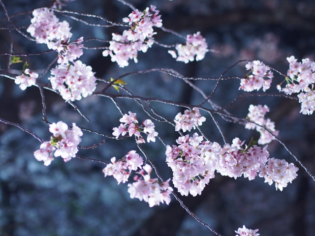 寂しげな夜桜