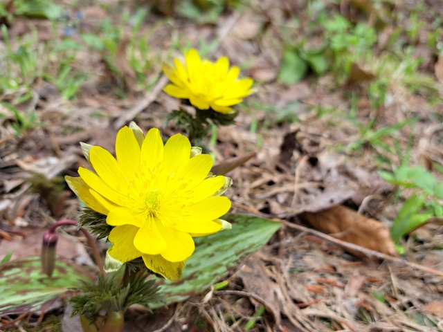 春の花、黄色い福寿草